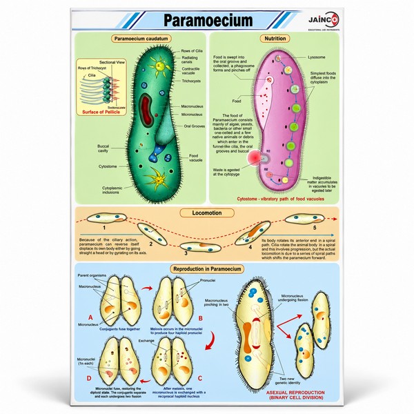 Paramoecium Chart